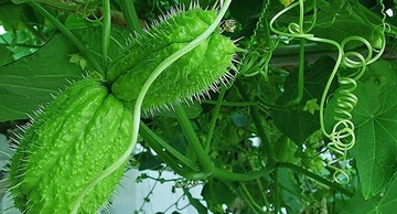 Dikenli Kabak Kullanımı ve Faydaları Nelerdir?