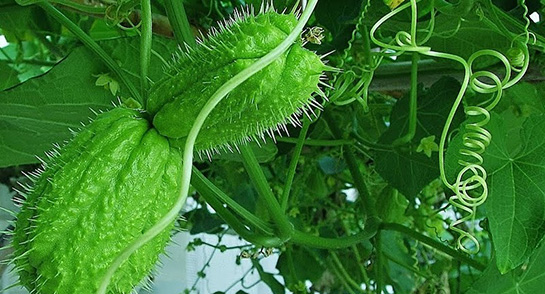 Dikenli Kabak Kullanımı ve Faydaları Nelerdir?